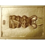 Forma PET Cristal